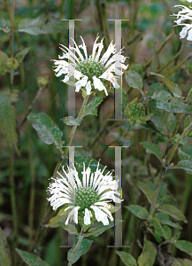 Picture of Monarda didyma 'Snow White'