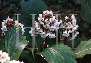 Picture of Bergenia  'Silberlicht (Silver Light)'