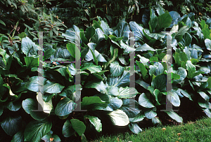 Picture of Bergenia  'Silberlicht (Silver Light)'