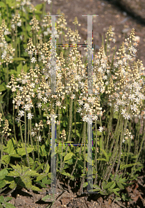 Picture of Tiarella cordifolia 'Winterglow'