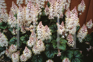 Picture of Tiarella  'Tiger Stripe'