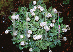 Picture of Tiarella  'Pinwheel'