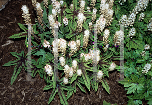 Picture of Tiarella  'Mint Chocolate'