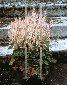 Picture of Tiarella  'Lacquer Leaf'