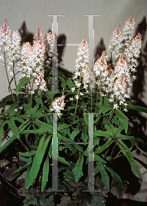 Picture of Tiarella  'Cygnet'