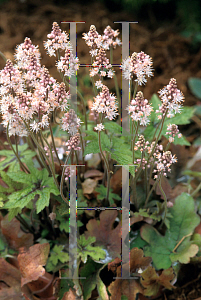 Picture of Tiarella cordifolia 'Pink Bouquet'