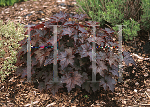 Picture of Heuchera villosa 'Night Watch'