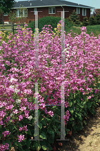 Picture of Lunaria annua 