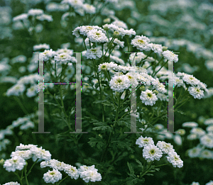 Picture of Tanacetum parthenium 'Ultra Double White'