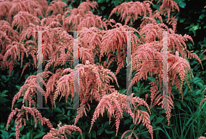 Picture of Astilbe thunbergii 'Straussenfeder(Ostrich Plume)'