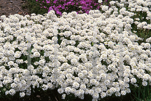 Picture of Iberis sempervirens 'Alexander's White'