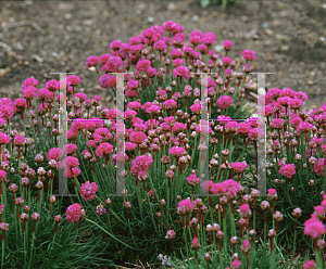 Picture of Armeria maritima 'Bloodstone'