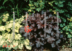 Picture of Heuchera  'Plum Pudding'