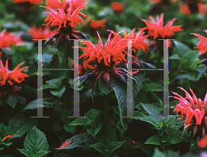 Picture of Monarda didyma 'Gardenview Scarlet'