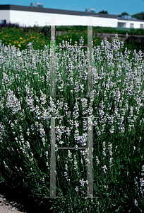 Picture of Lavandula angustifolia 'Jean Davis'