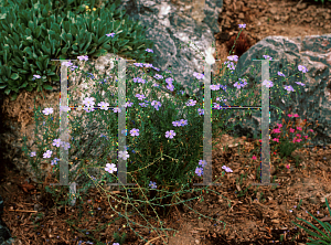 Picture of Linum perenne 