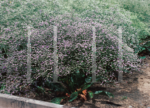 Picture of Limonium latifolium 