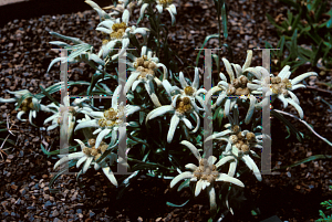 Picture of Leontopodium alpinum 