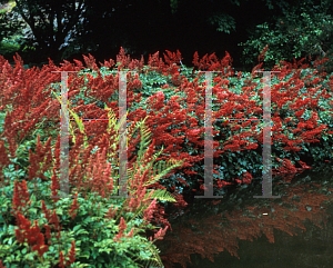 Picture of Astilbe chinensis 