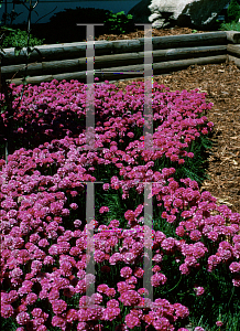 Picture of Armeria  'Dusseldorf Pride'