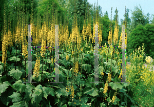 Picture of Ligularia stenocephala 'The Rocket'