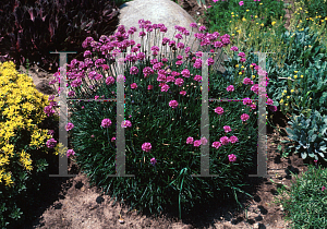 Picture of Armeria  'Dusseldorf Pride'