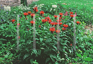 Picture of Monarda didyma 'Cambridge Scarlet'