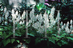 Picture of Tiarella wherryi 