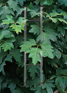 Picture of Cissus rhombifolia 'Ellen Danica'