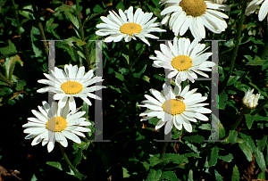 Picture of Leucanthemum x superbum 'Snowcap'