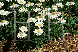 Picture of Leucanthemum x superbum 'Snowcap'