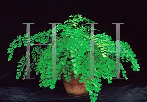 Picture of Adiantum capillus-veneris 