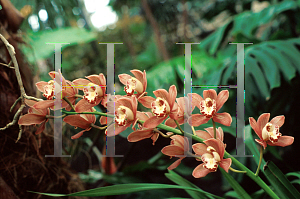 Picture of Cymbidium x 'Mary Bea'