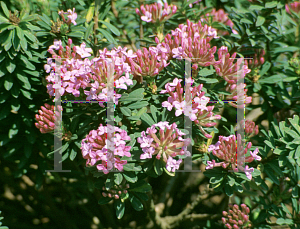 Picture of Daphne cneorum 'Ruby Glow'