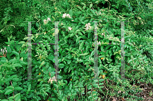 Picture of Lonicera japonica 