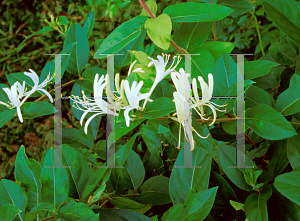 Picture of Lonicera japonica 