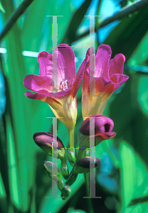 Picture of Freesia x hybrida 