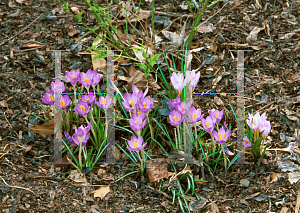 Picture of Crocus tommasinianus 'Barr's Purple'