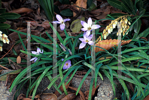 Picture of Ipheion uniflorum 'Wisley Blue'