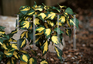 Picture of Hedera helix 'Gold Heart'