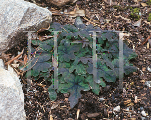 Picture of Tiarella  'Mint Chocolate'