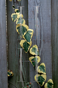 Picture of Hedera colchica 'Dentata Variegata'