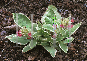 Picture of Pulmonaria montana 'David Ward'