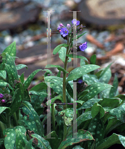 Picture of Pulmonaria saccharata 'Highdown'