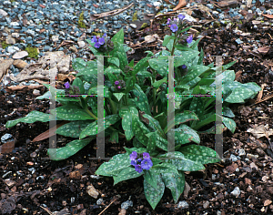 Picture of Pulmonaria saccharata 'Highdown'