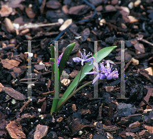 Picture of Scilla bifolia 