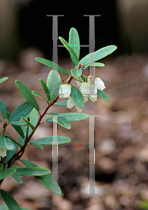 Picture of Pieris phillyreifolia 