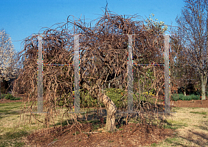 Picture of Ulmus alata 'Lace Parasol'