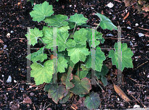 Picture of Heuchera villosa 