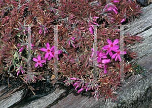 Picture of Phlox subulata 'Laurel Beth'